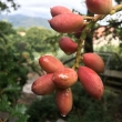 rossoSangerardese