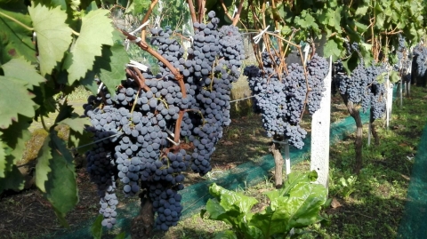Benvenuti nel nostro piccolo spazio web - rossoSangerardese